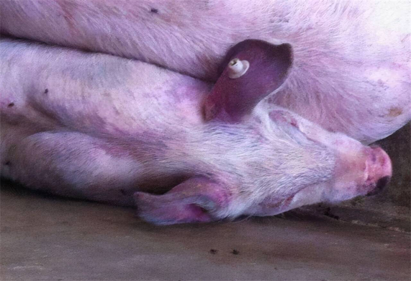Special topics on swine diseases: Porcine Reproductive and Respiratory Syndrome (PRRS)