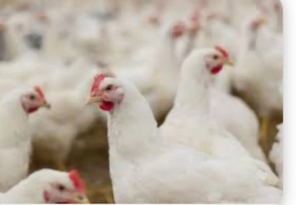 usage introduction for poultry farm