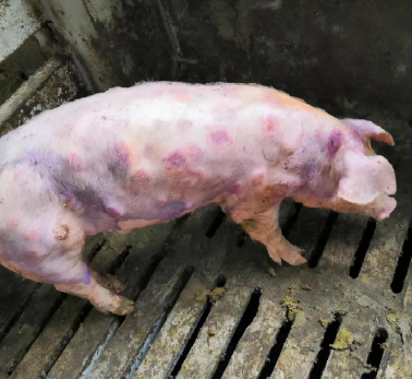 Special topics on swine diseases: Streptococcosis in Pigs
