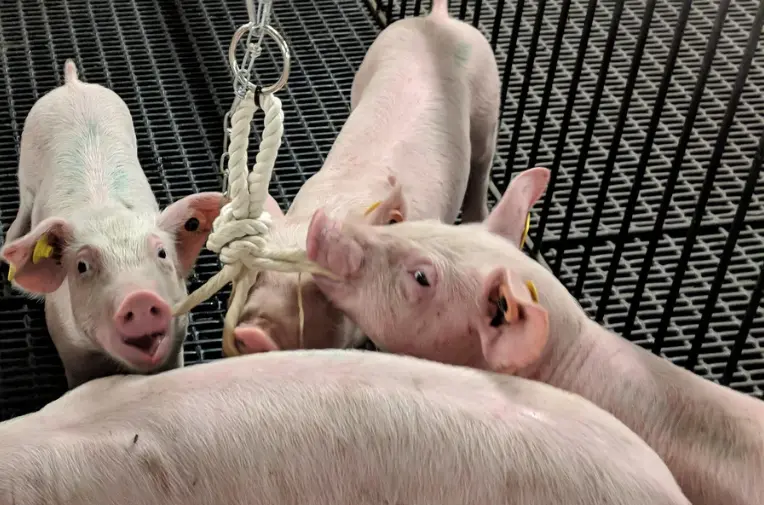Porcine Diseases Special: Pseudorabies