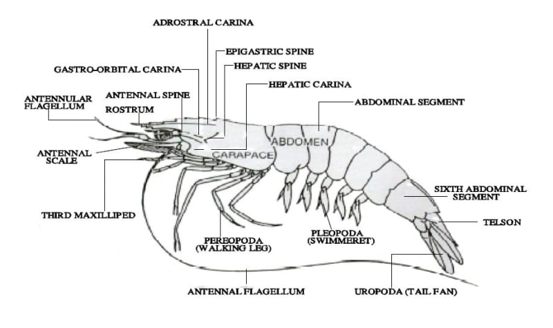 Common Parasitic Diseases in Aquaculture