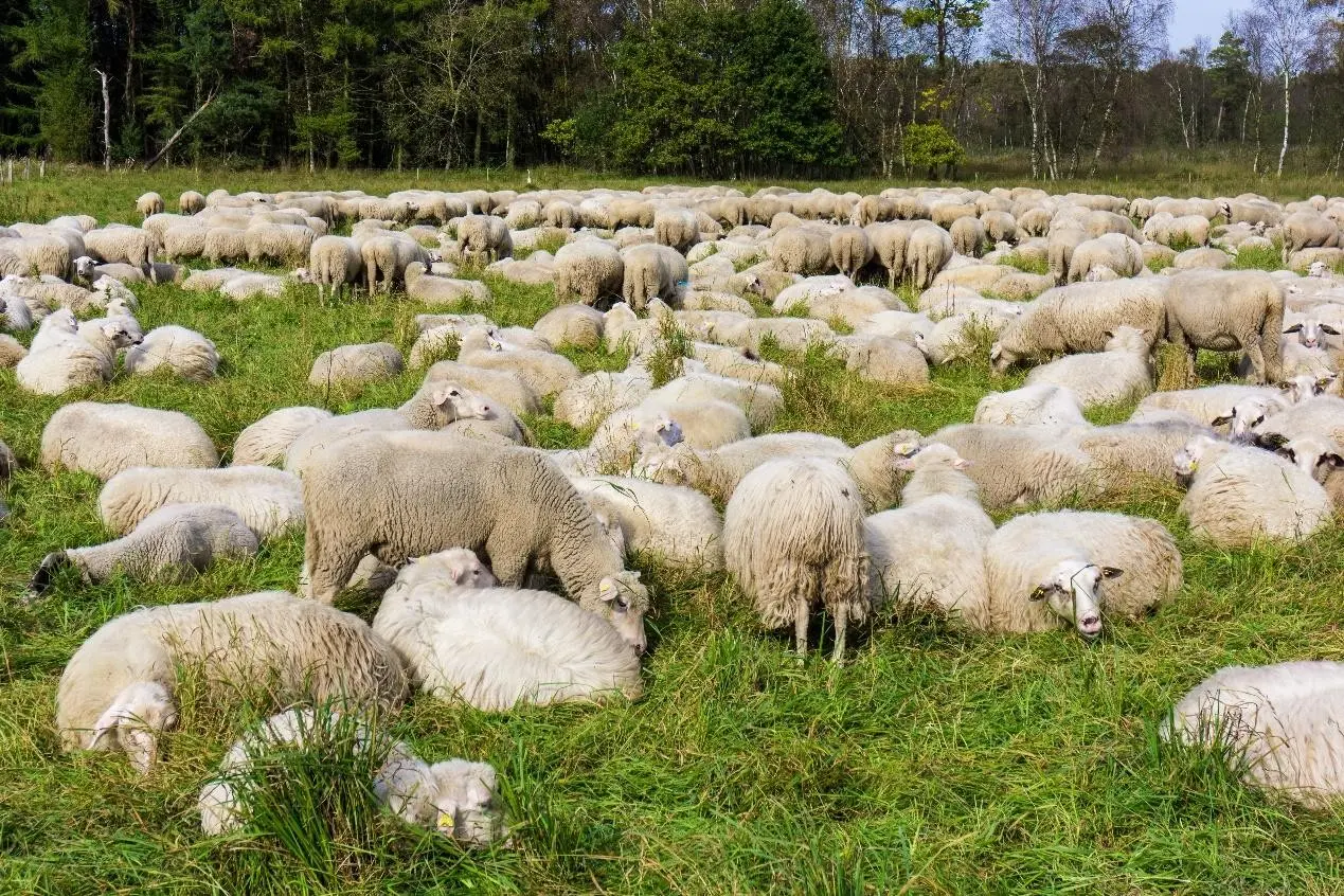 Braxy (Sheep Braxy Disease) Prevention & Control Guide