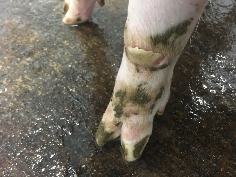 Special topics on swine diseases: What is Foot-and-Mouth Disease?