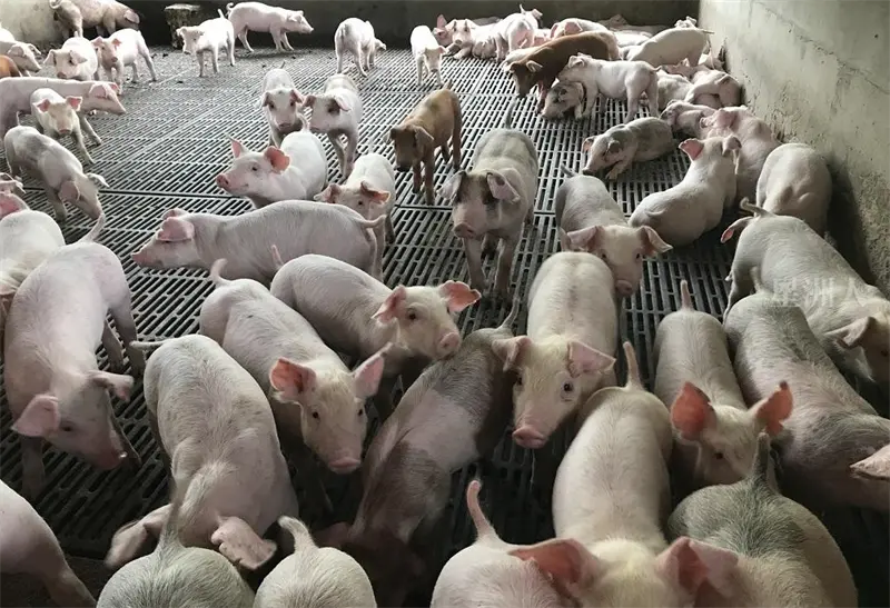 How to Determine the of PRRS in Pig Farms