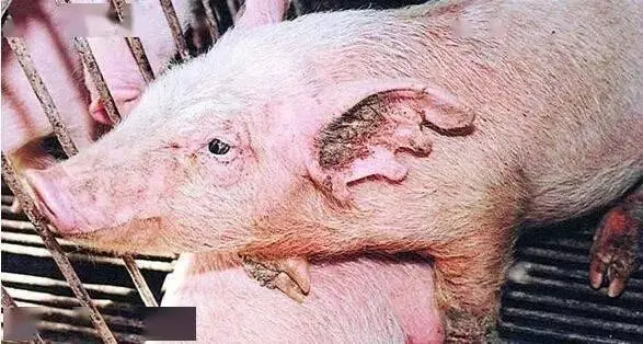 Special Topics On Swine Disease– Sarcoptic Mange