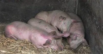 Special topics on swine diseases: Swine Influenza