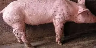 Mange2.jpg