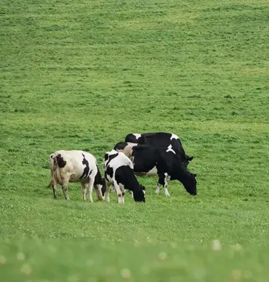usage introduction for livestock