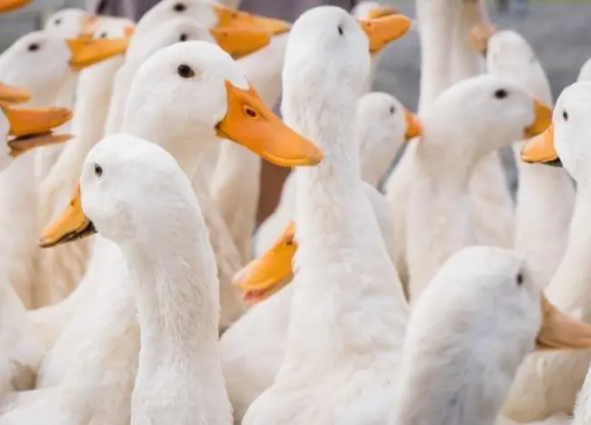 Biosecurity1.jpg
