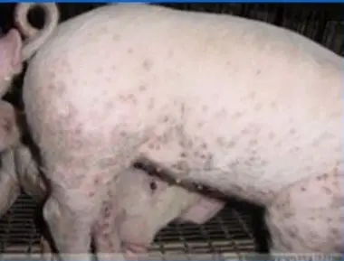 Special Topics on Swine Diseases: Porcine Circovirus Disease
