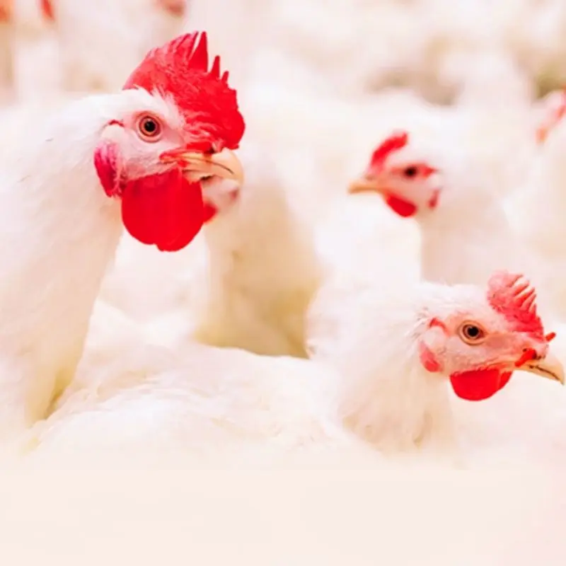 Home-industrial solution-poultryq6o