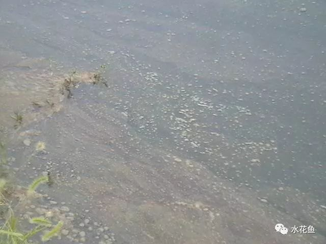 How to Assess Deterioration in Aquaculture Pond Bottom Quality