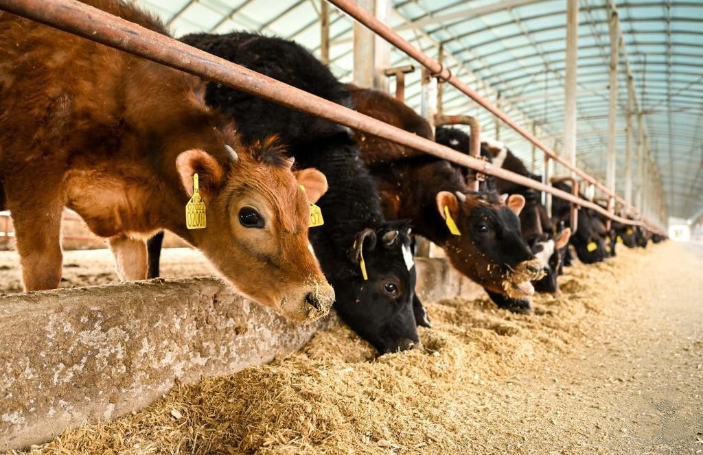 Biosecurity and Animal Health: A Key to Successful Cattle Farming