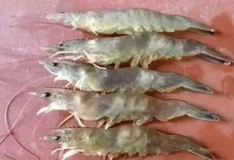 fghrtn4