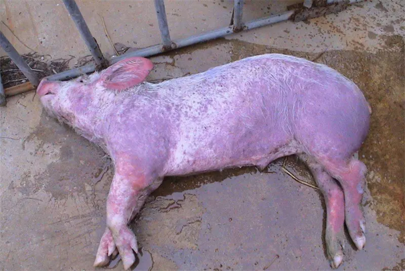 Porcine Reproductive and Respiratory Syndrome (2.jpg