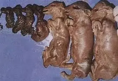 Special Topic on Swine Diseases - Porcine Parvovirus