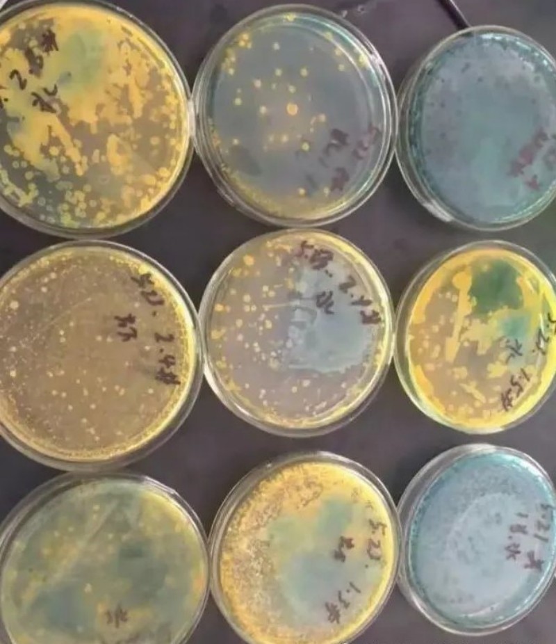 How to Tackle the Number One Enemy of Litopenaeus vannamei - "Vibrio Disease"