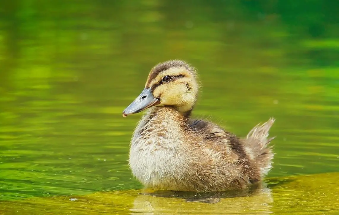 Duck Plague: A Hidden Killer in Poultry Farms — How to Stop It with Effective Disinfection and Biosecurity