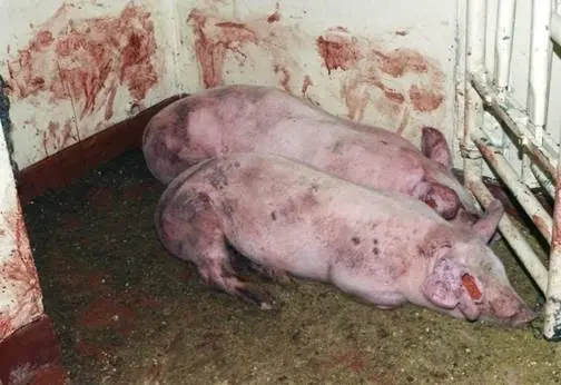 Special topics on swine diseases: What is Classical Swine Fever
