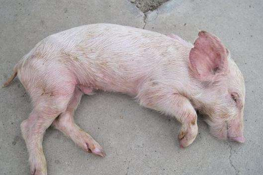 Special topics on swine diseases: What is Porcine Infectious Gastroenteritis (PIG)?
